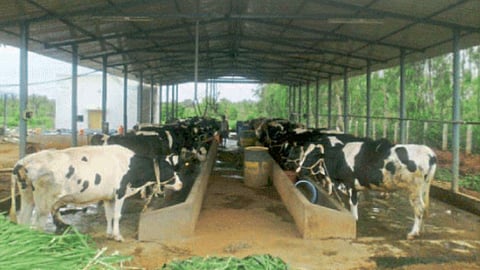 Animal Management