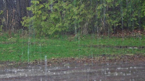 Rain