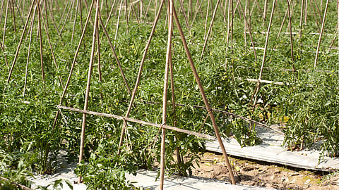 Tomato Cultivation