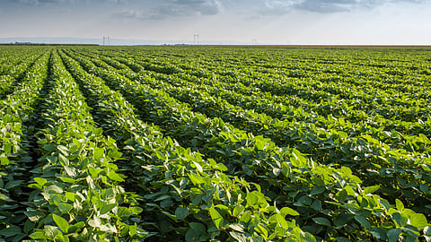 Crop Management