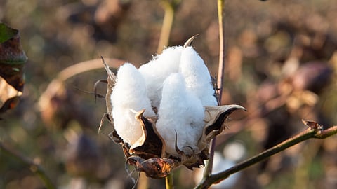 Cotton Seed Selling
