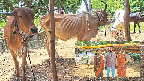Organic Farming