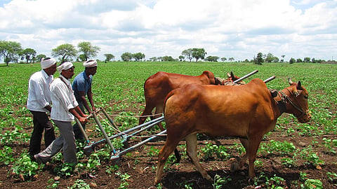 Parbhani Sowing update