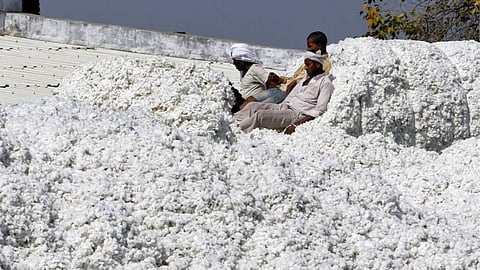 Cotton Market