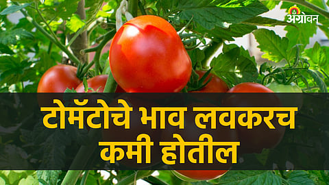 Tomato Market