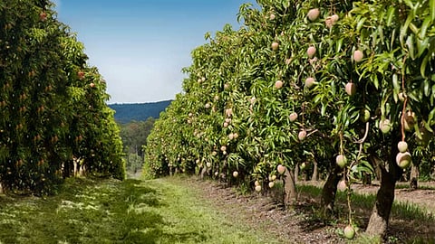 Mango Season