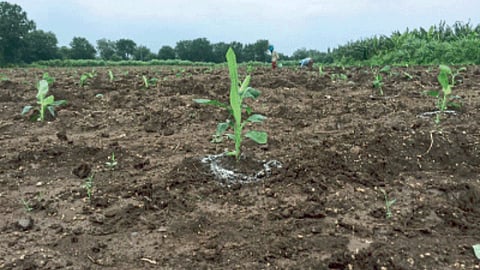 Banana Cultivation