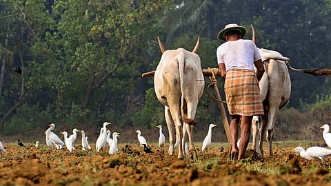 Agriculture Scheme