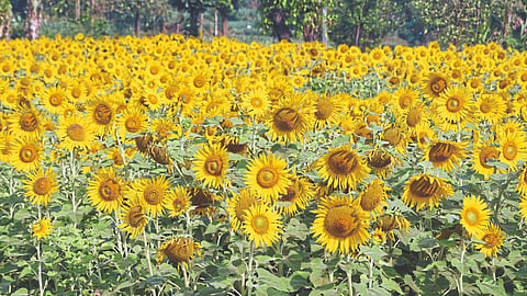 Sunflower Cultivation