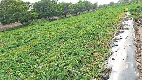 Crop Damage