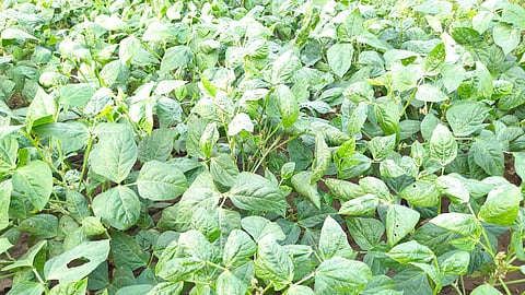 Green Fodder
