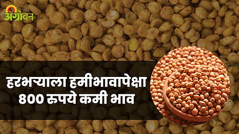Chana Market