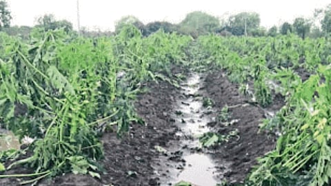 Crop Damage