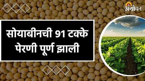 Soybean Sowing: