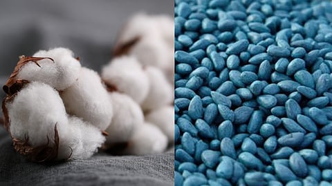 Cotton Seed