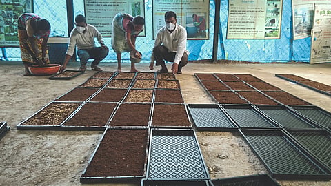 Rice Farming