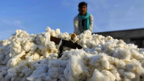 Cotton Market