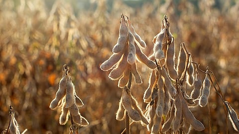 Soybean Crop