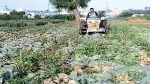 Kobi Cultivation