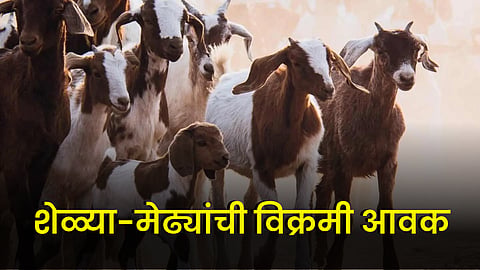 Goat Market