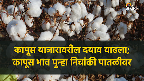 Cotton Market