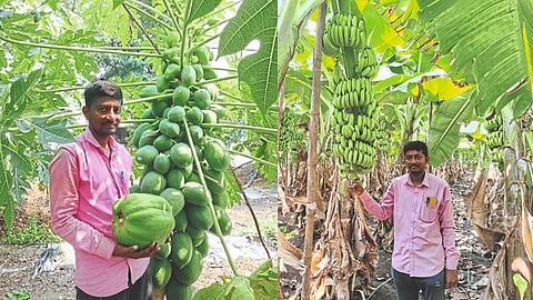 Fruit Production