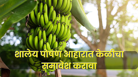 Banana Market : शालेय पोषण आहारात केळीचा समावेश करावा ; केळी उत्पादक संघाची मागणी