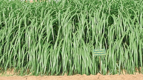 Napier grass
