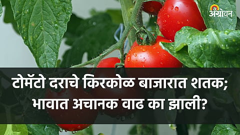 Tomato Market