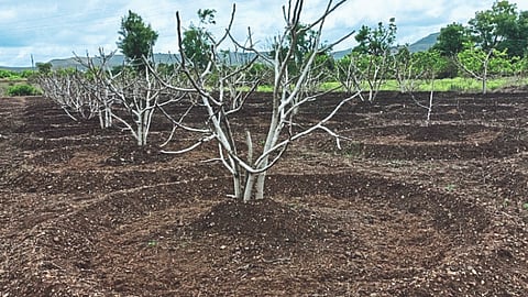 Fig Orchard