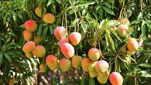 Mango Season