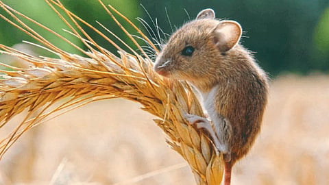 Crop Damage In Rats