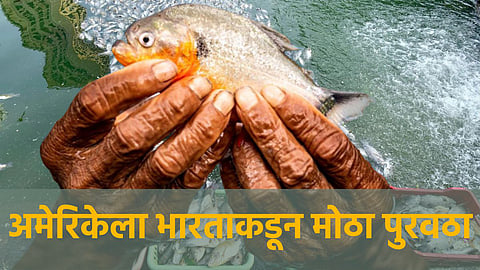 Fish Production in India : भारताची मत्स्यव्यवसायात बाजी; १२९ देशांना भारताकडून मस्त्य खाद्य पुरवठा