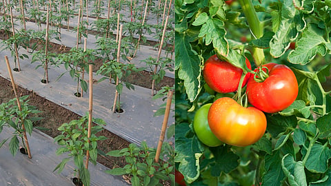 Kharif Vegetables