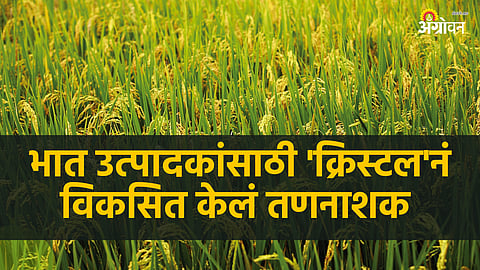 Paddy Herbicide