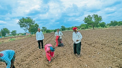 Cotton Cultivation