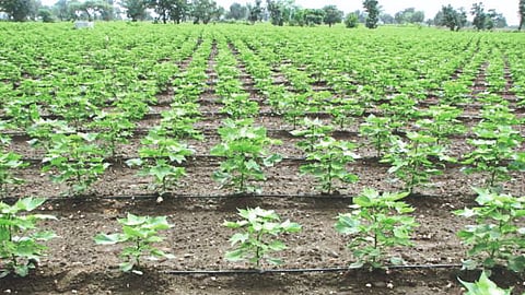 Cotton Production