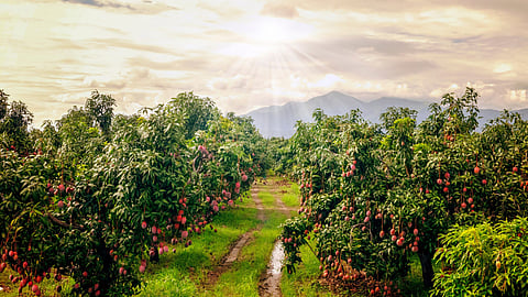 Orchard Plantation