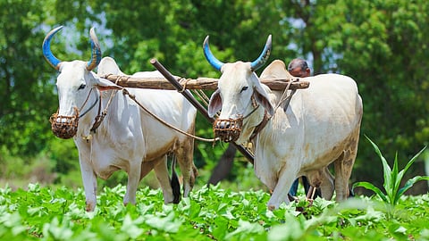 Bullock Castration