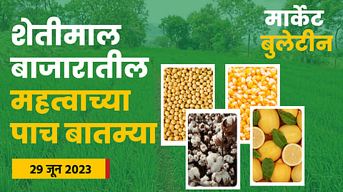 Soybean Market
