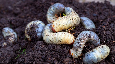 Humani Pest