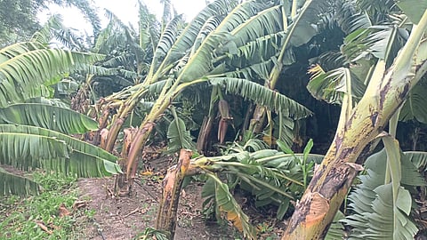 Crop Damage