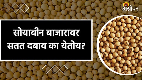 Soybean Market