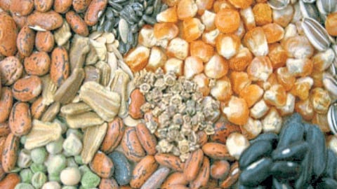 Seed Selling