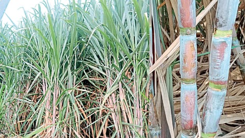 Sugarcane