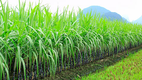 Sugarcane