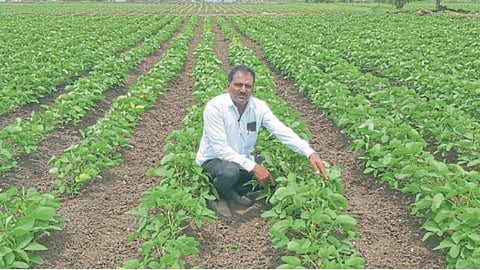 Sowing