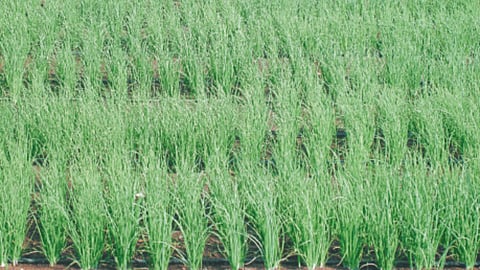 Onion Farming