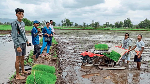Paddy Plantataion