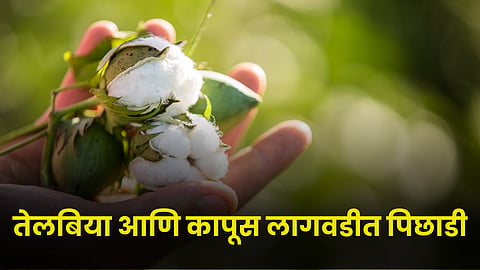 Cotton Cultivation
